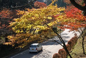 ドライブウェイの紅葉