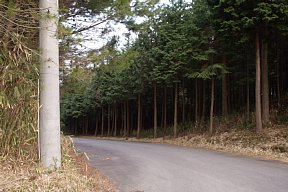 林間の車道