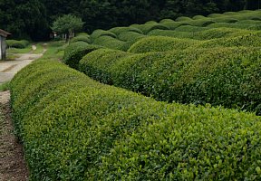 鈴鹿の茶畑