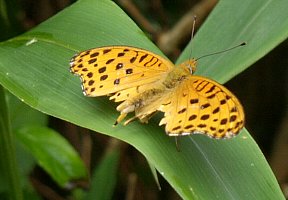 ヒョウモンチョウ