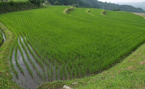 坂下の棚田