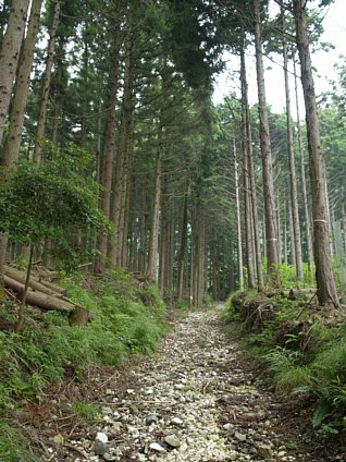 林間の道