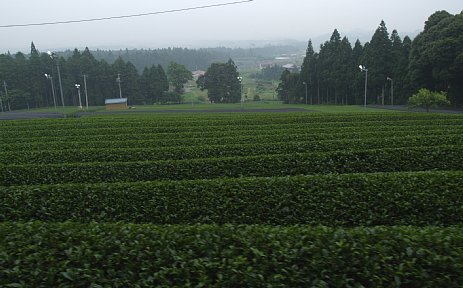 鈴鹿の茶畑