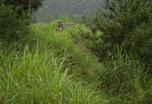 川べりの道