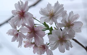 秋の桜