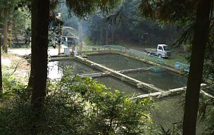 藤原養鱒場