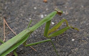 カマキリ