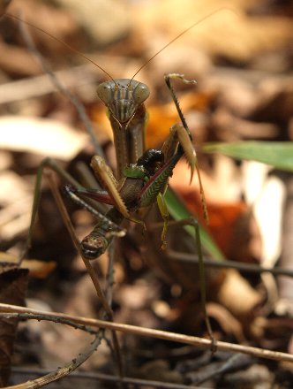 捕食カマキリ