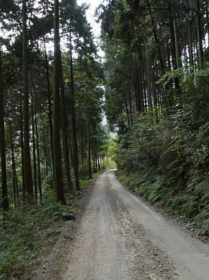 林の道