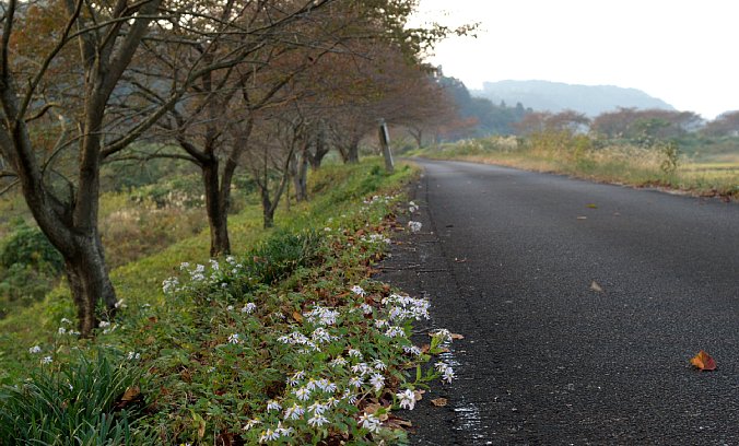 続く桜並木