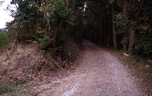 稜線上の林道