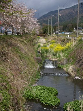 桜と菜ノ花