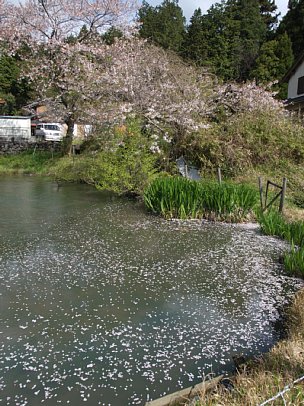 散る桜