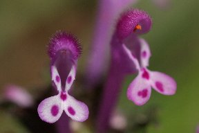 春の野花