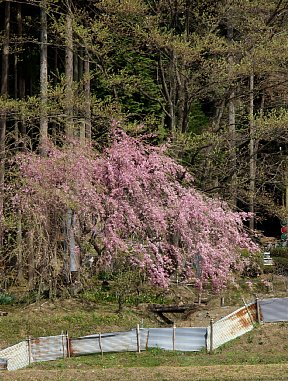 枝垂桜