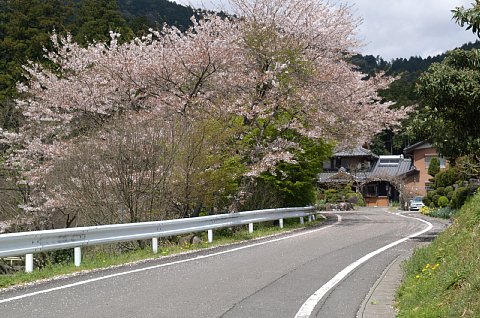 岩手川の桜