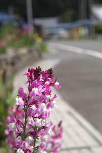 庭先の花