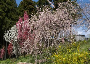 桜