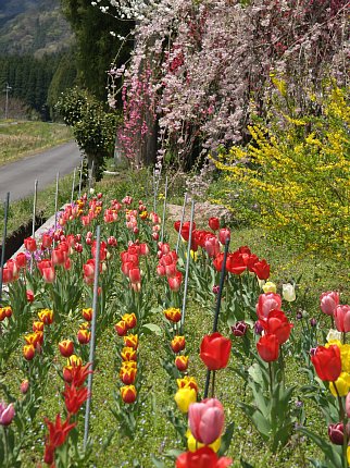 チューリップの植え込み