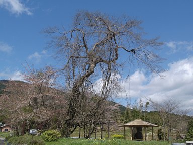 藤の森休憩所