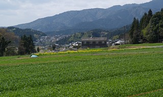 緑野