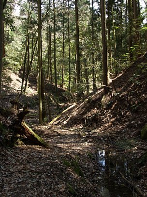 林の中の山道