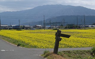 菜ノ花畑と養老山地
