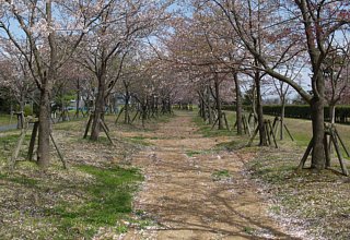 葉桜の道