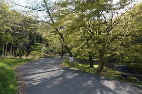 葉桜の道