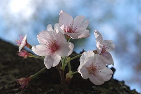 生き残りの桜