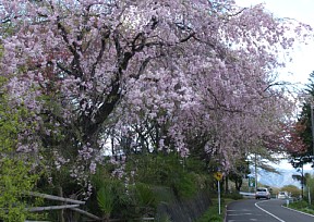 禅蔵寺の枝垂れ桜