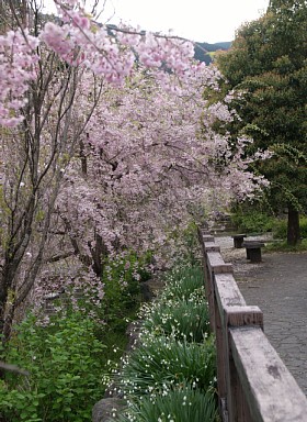 桜と鈴蘭