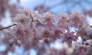 見上げる桜