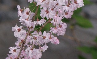 見下ろす桜