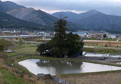 大樹の陰