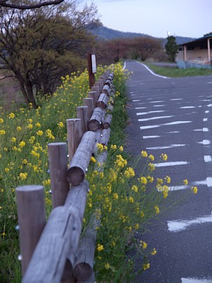 県道259号