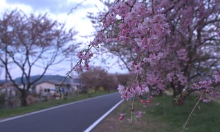 河岸の桜