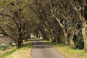 桜並木