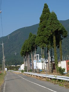 県道259号