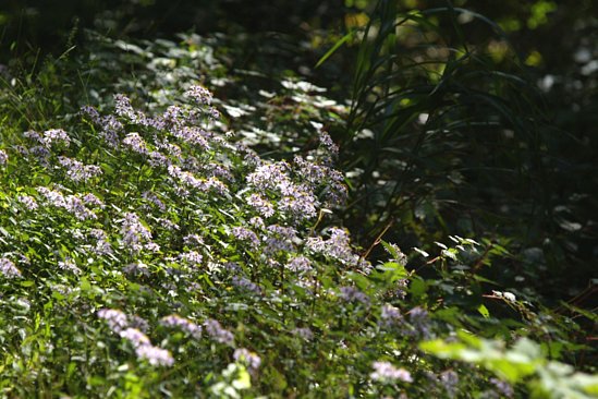 花の咲く登山道