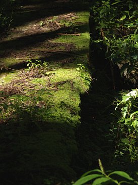 苔の道