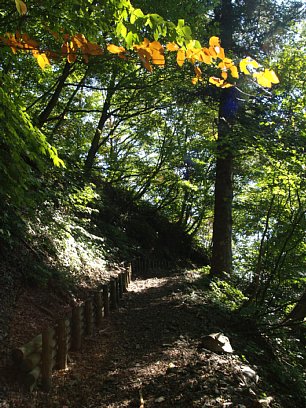 黄葉の登山道