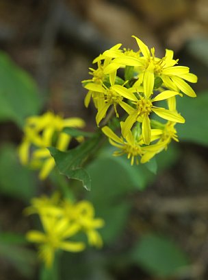 秋の花