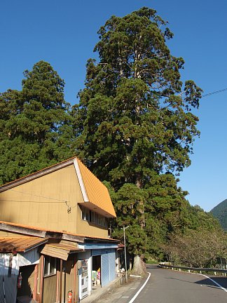 春日神社の杉