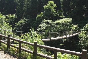 木天蓼橋