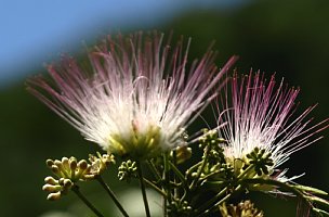 ネムノキの花