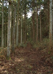 山道