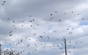 鳥空