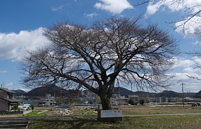 宿桜