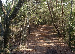 木漏れ日の山道